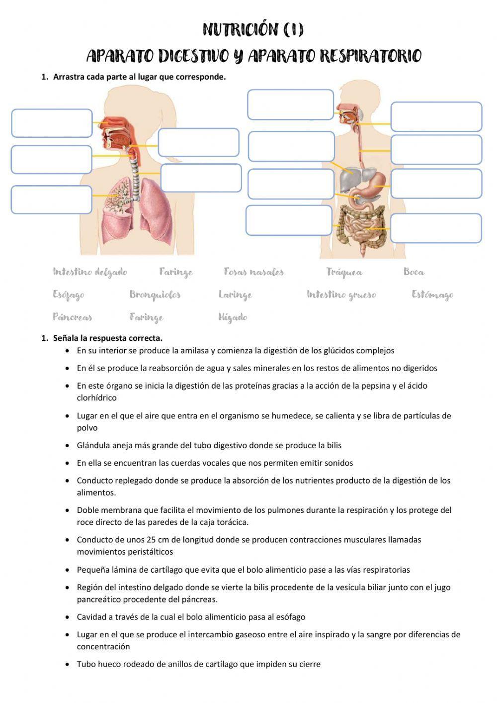 Nutrición (I): aparato digestivo y aparato respiratorio