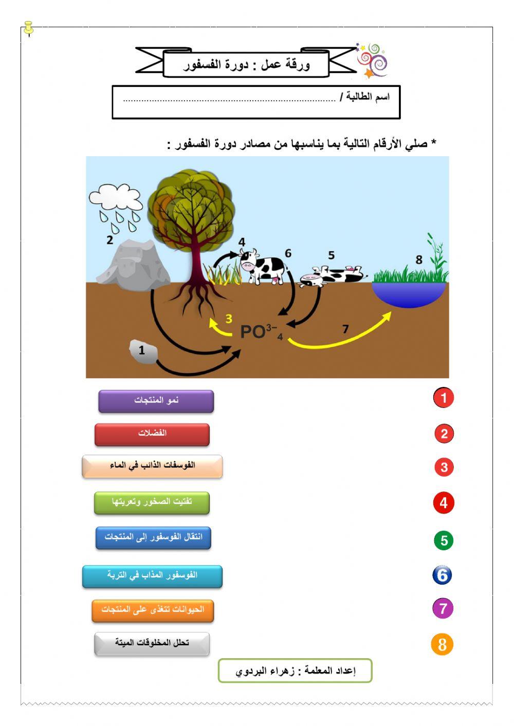 دورة الفسفور