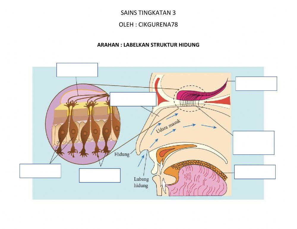 Sains Tingkatan 3 (Tajuk : Hidung)