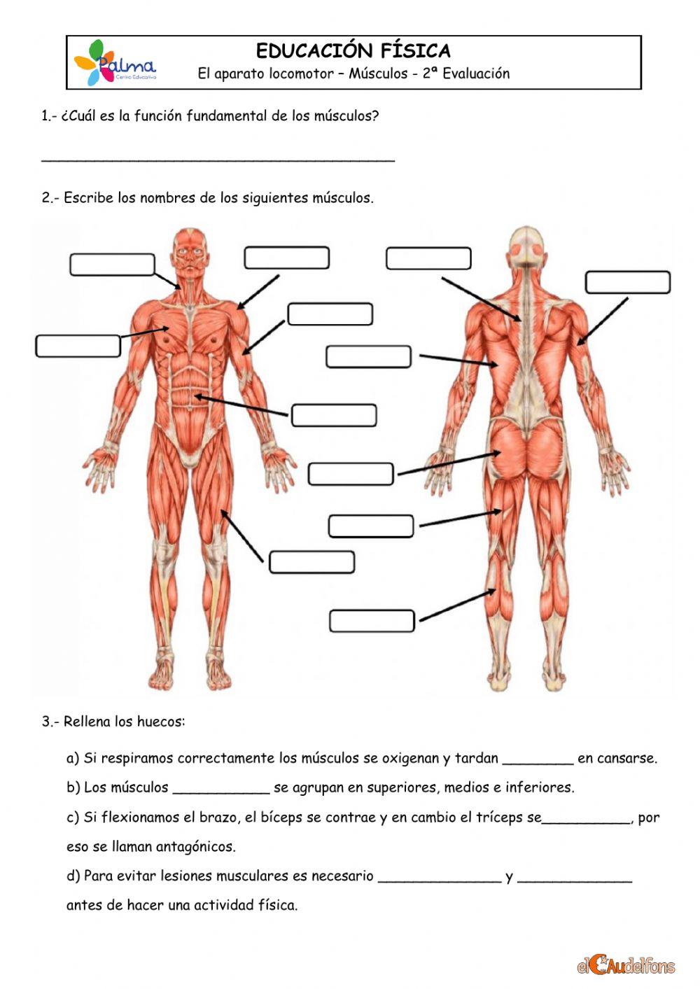 Control Músculos 6PRI