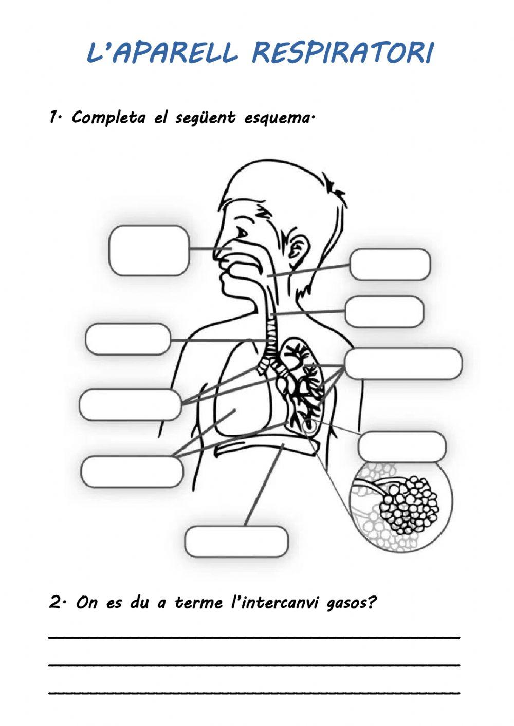 L'aparell respiratori