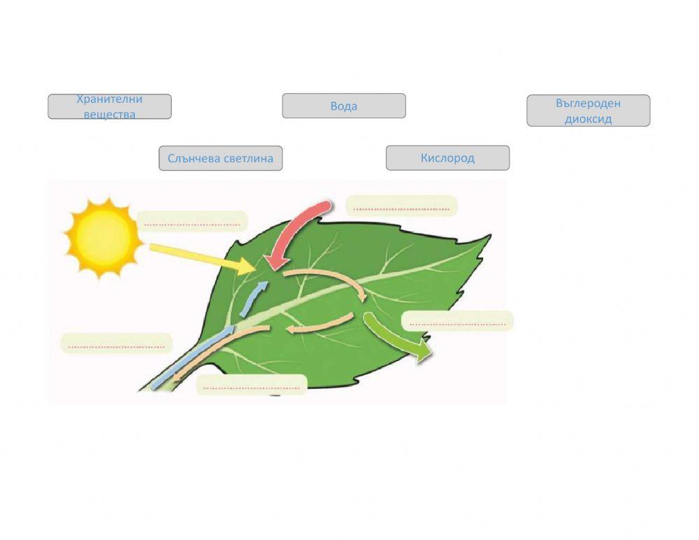 Хранене на растенията