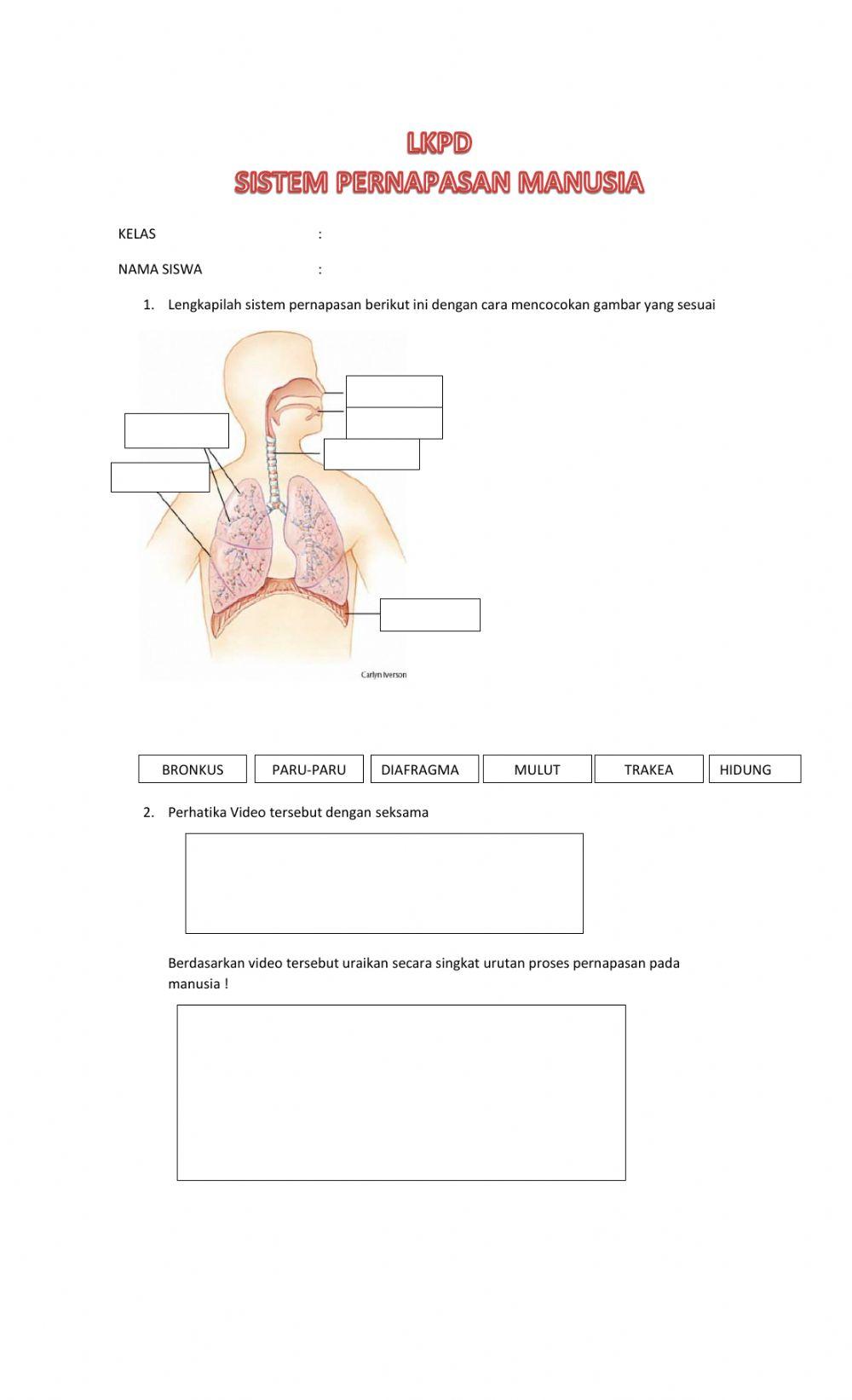 Lkpd sistem respirasi