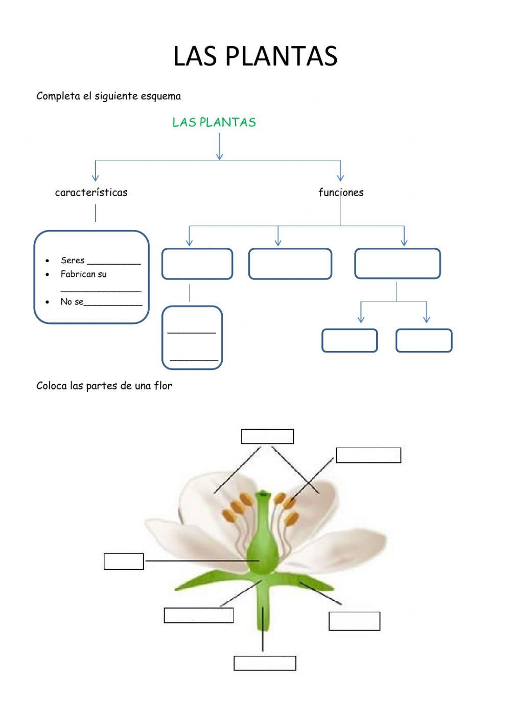 Las Plantas