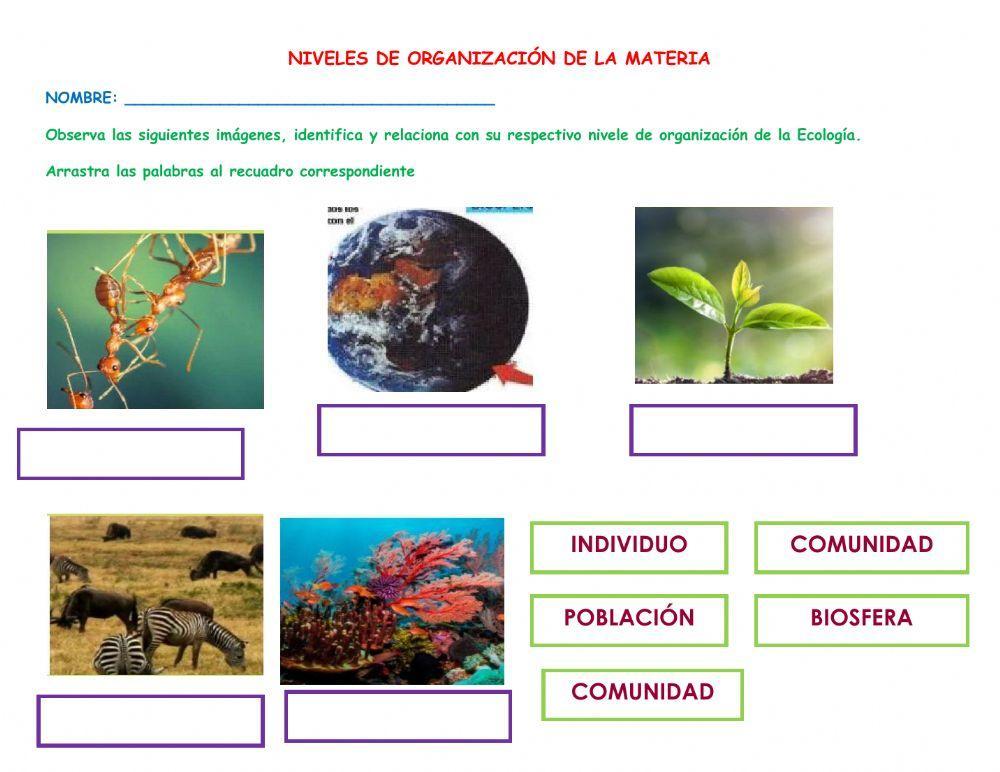 Niveles de organización de la ecología