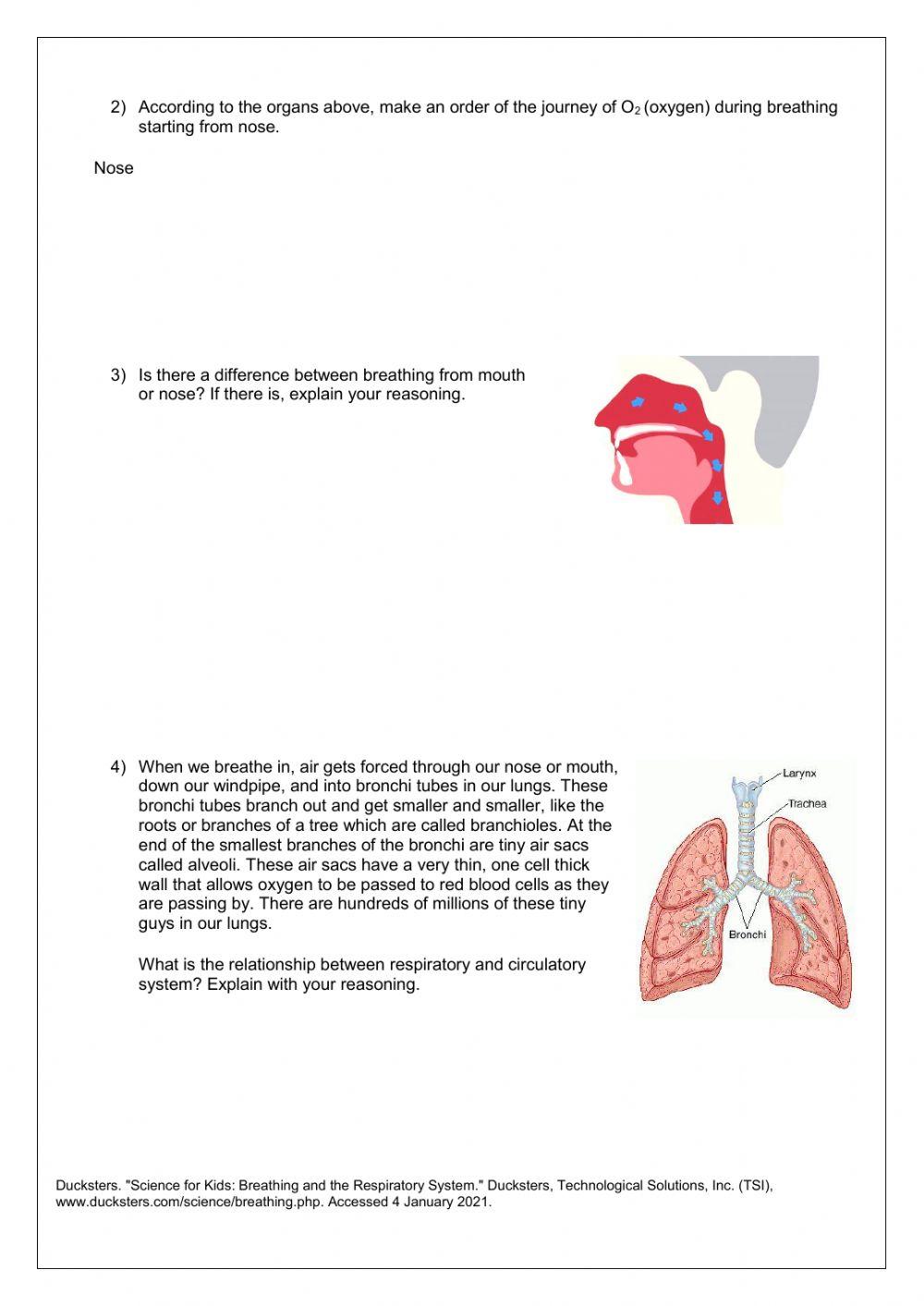 Respiratory system3