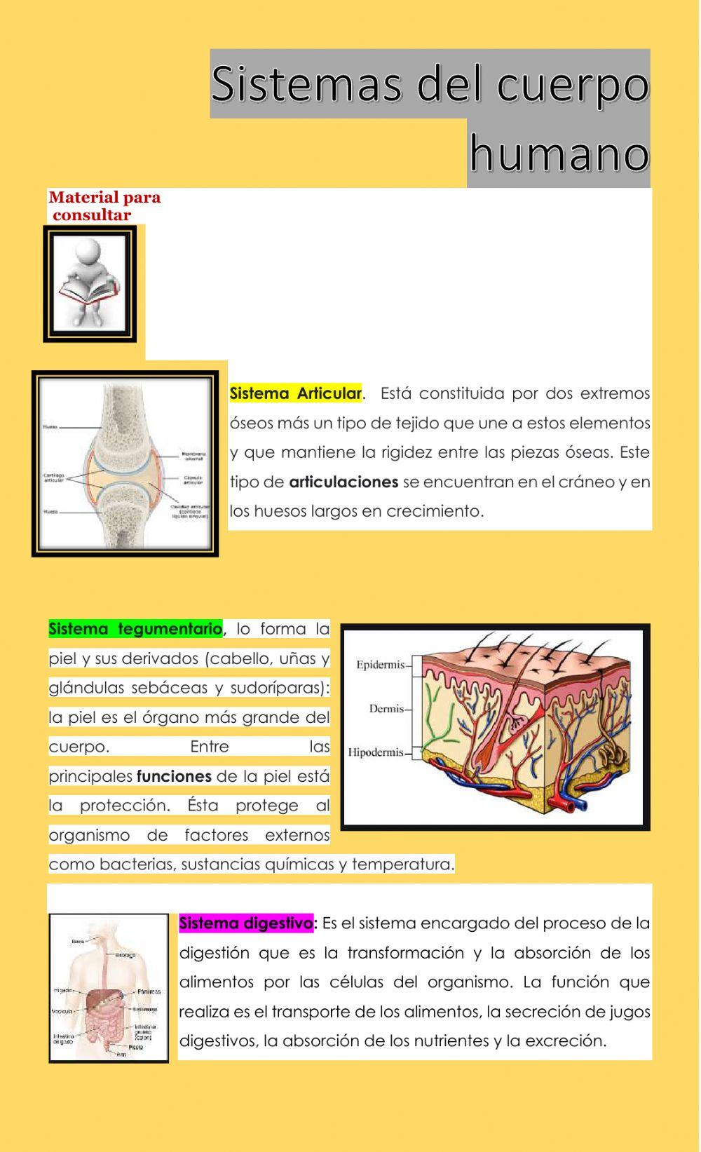 Sistemas del cuerpo humano