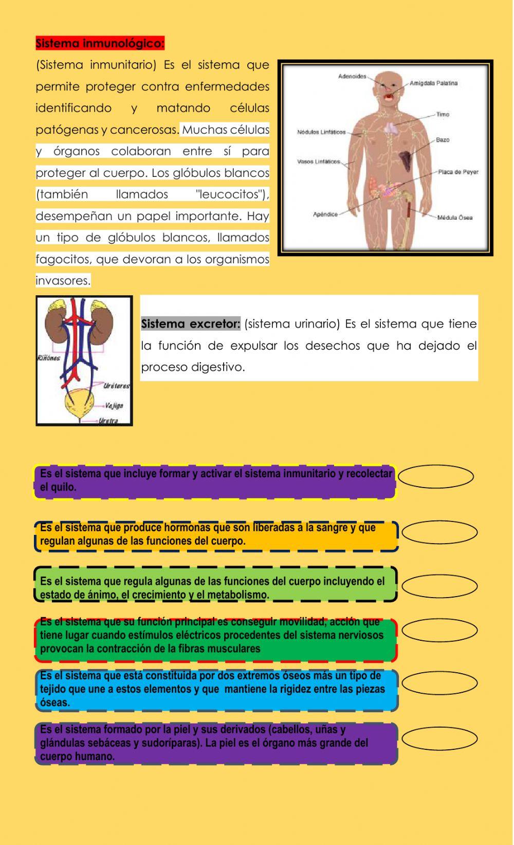 Sistemas del cuerpo humano