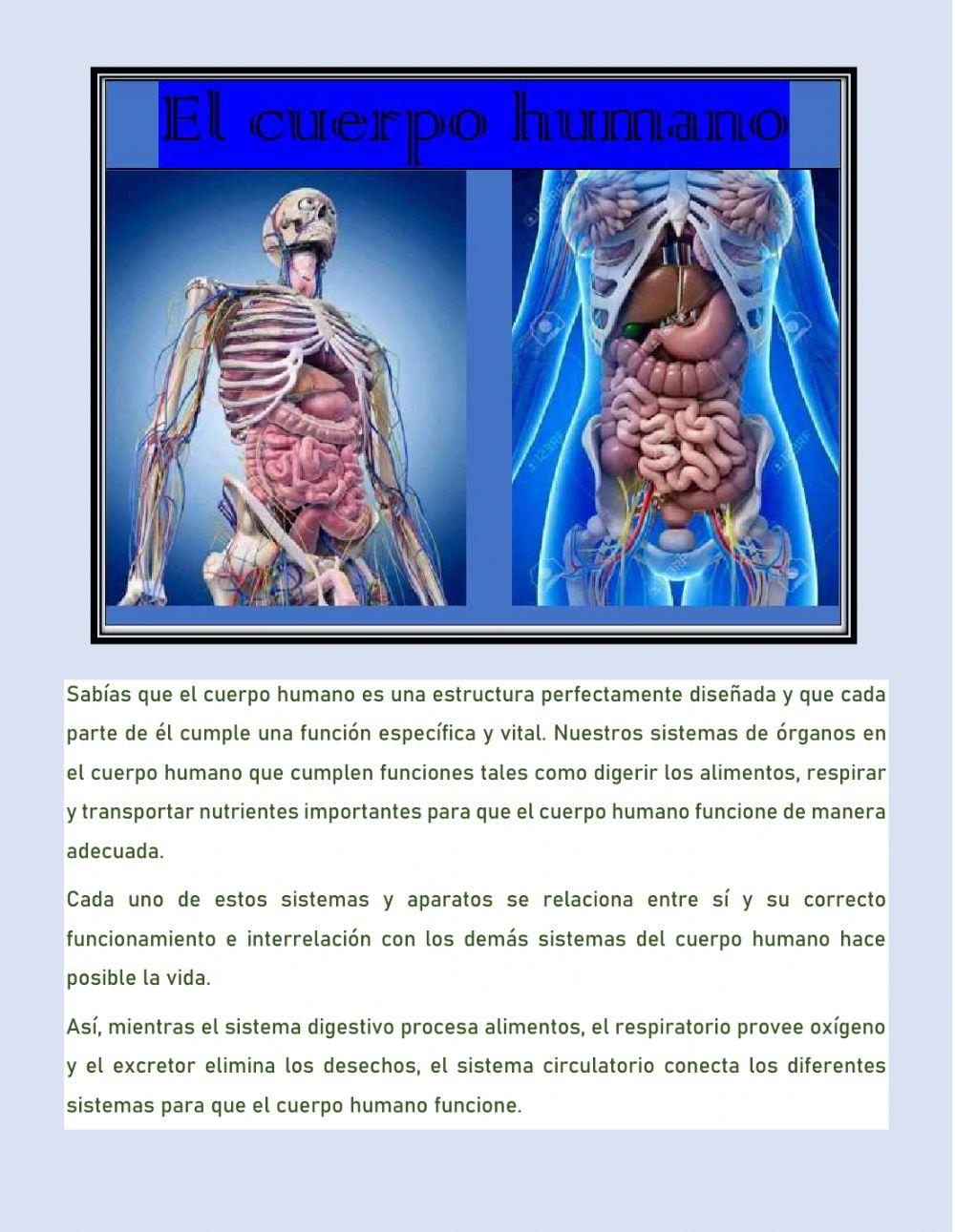 El cuerpo Humano