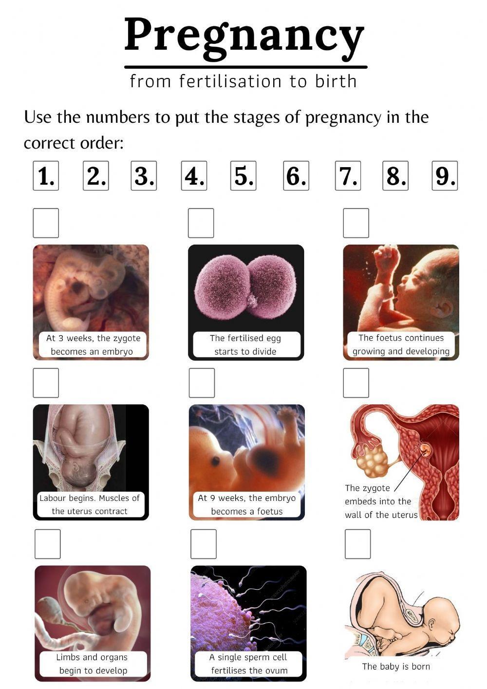 Pregnancy: from fertilisation to birth