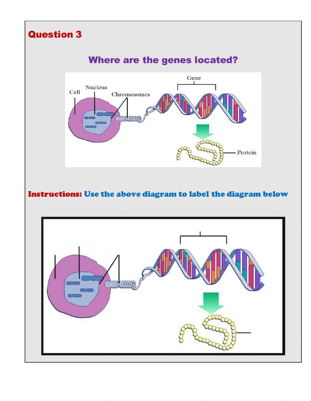 Introduction to genes