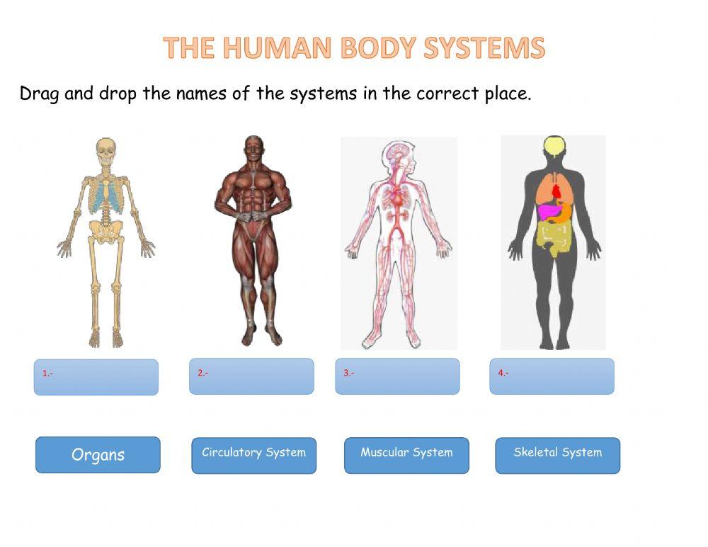 The Human Body Systems