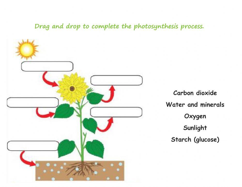 Photosynthesis