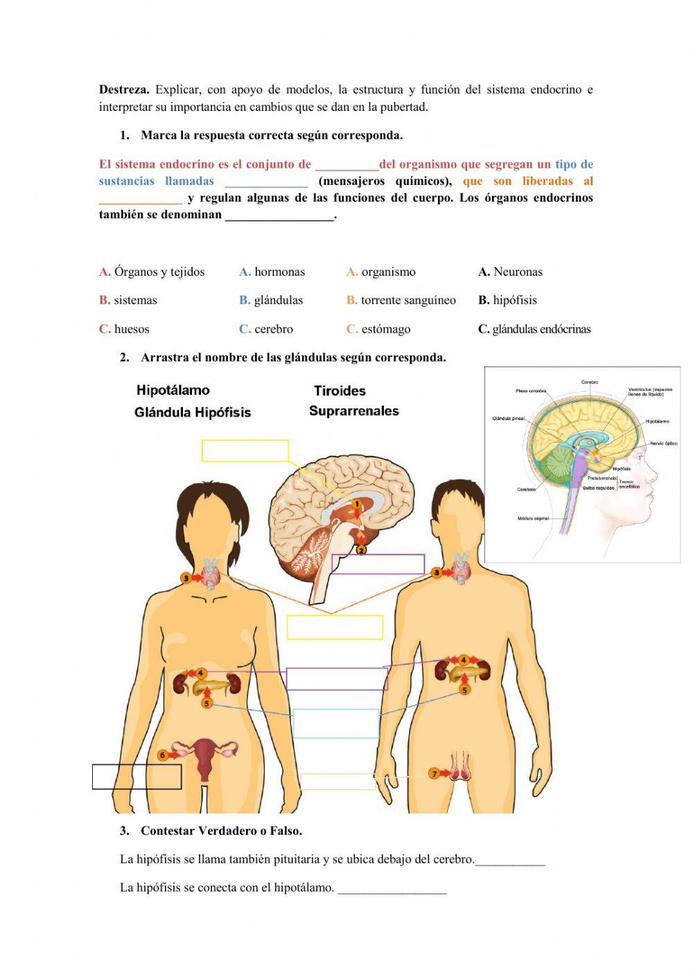 Repaso ciencias naturales 7mo
