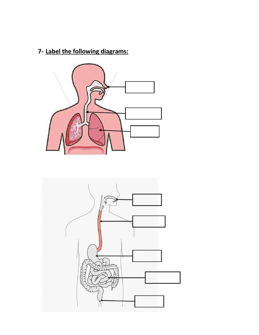 The Respiratory System and The Digestive System