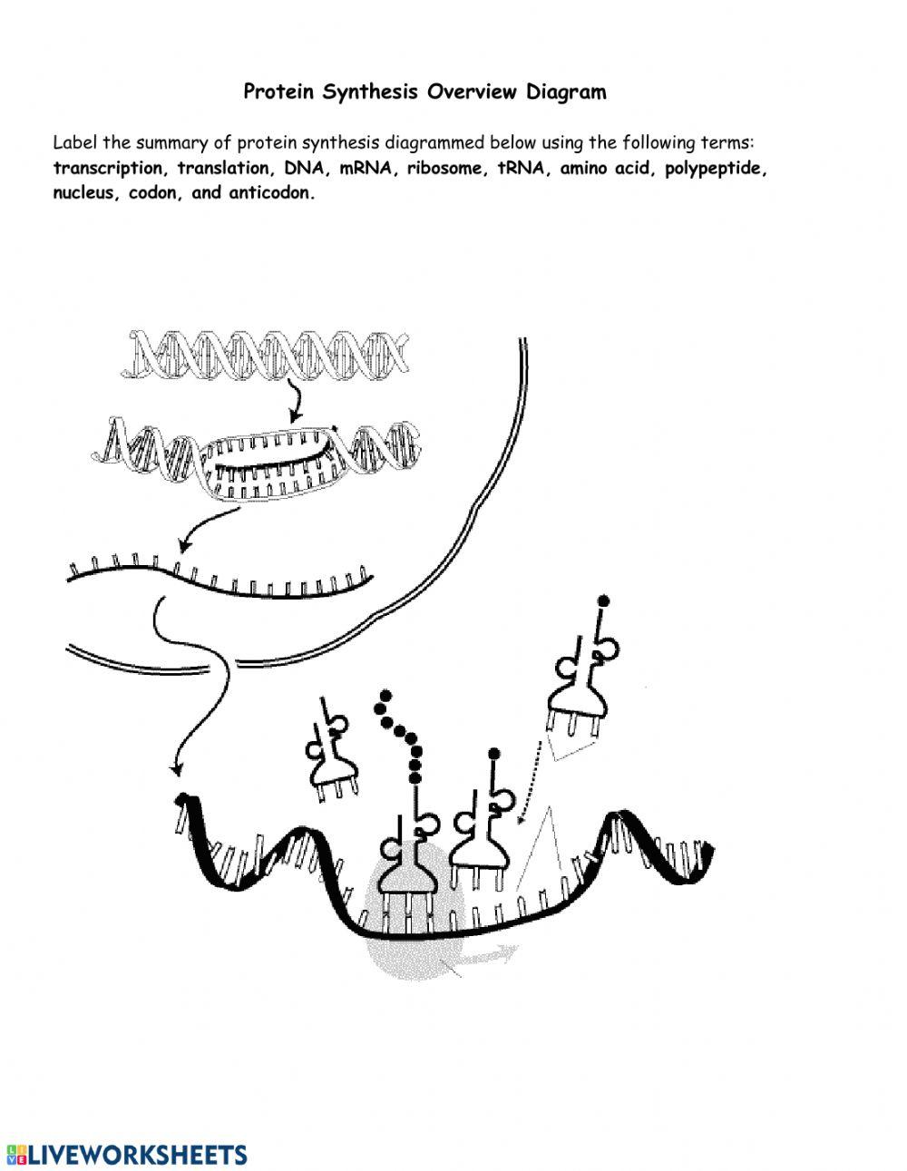 Transcription and Translation Worksheet online exercise for Live