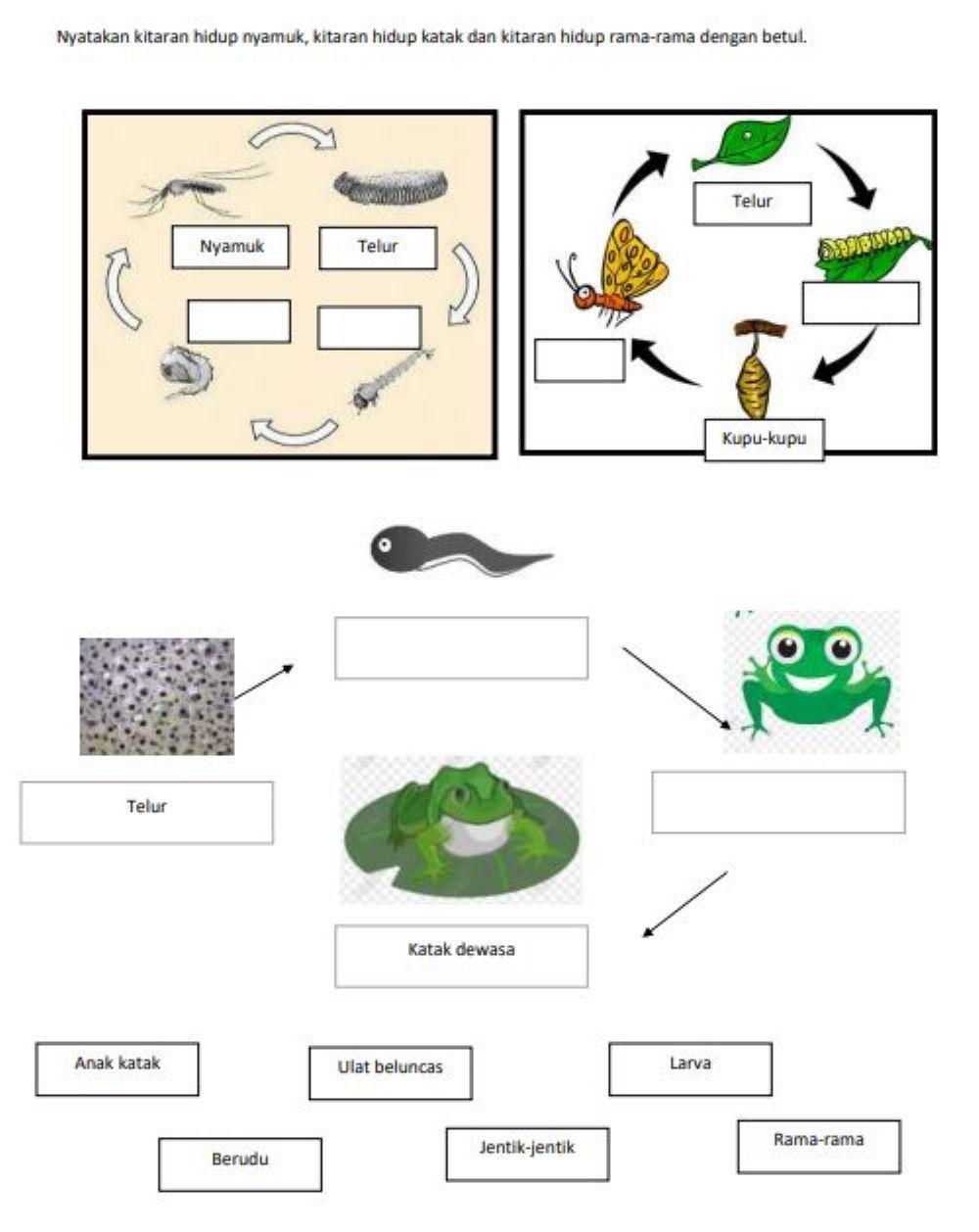 Kitaran hidup haiwan tahun 2