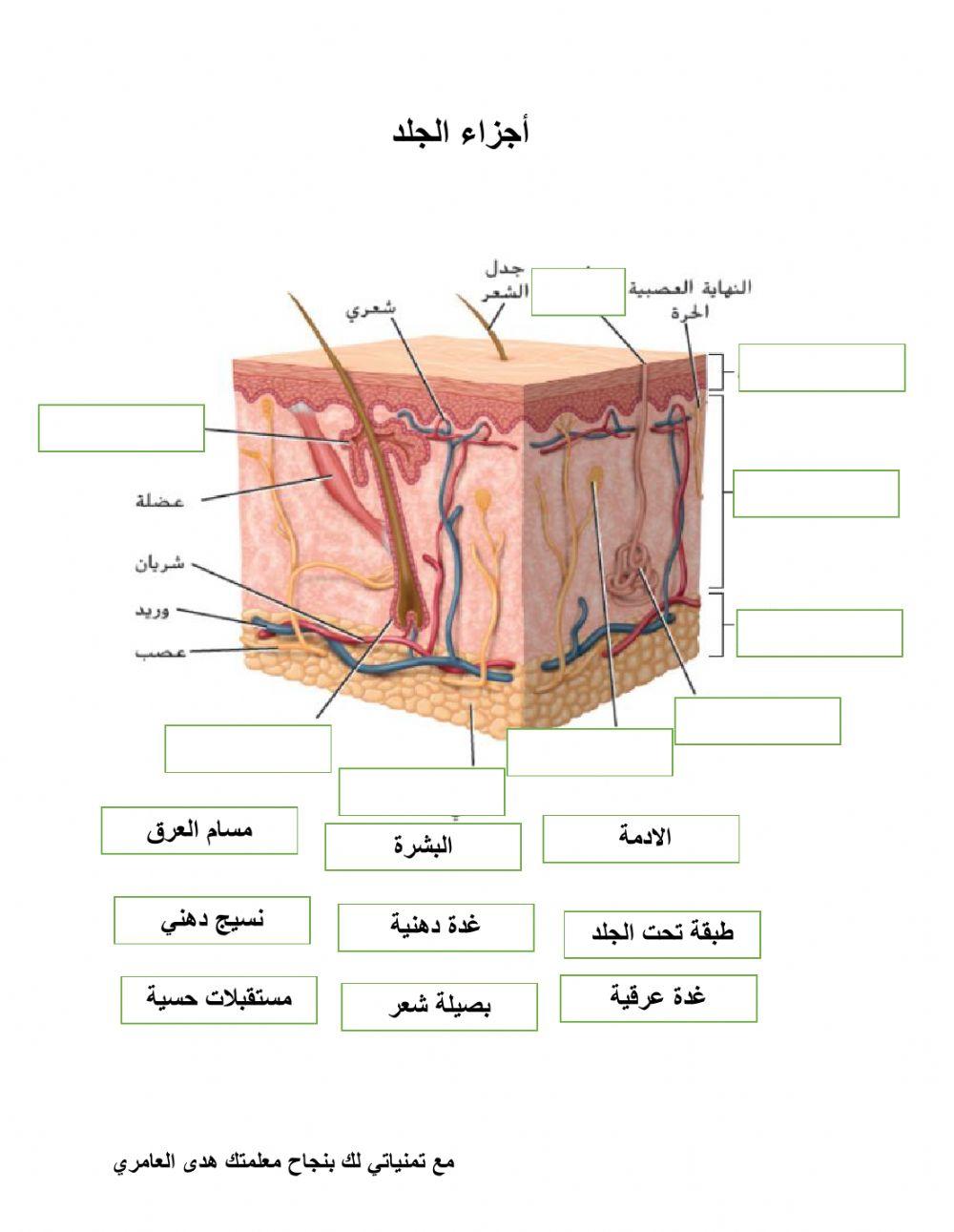 أجزاء الجلد