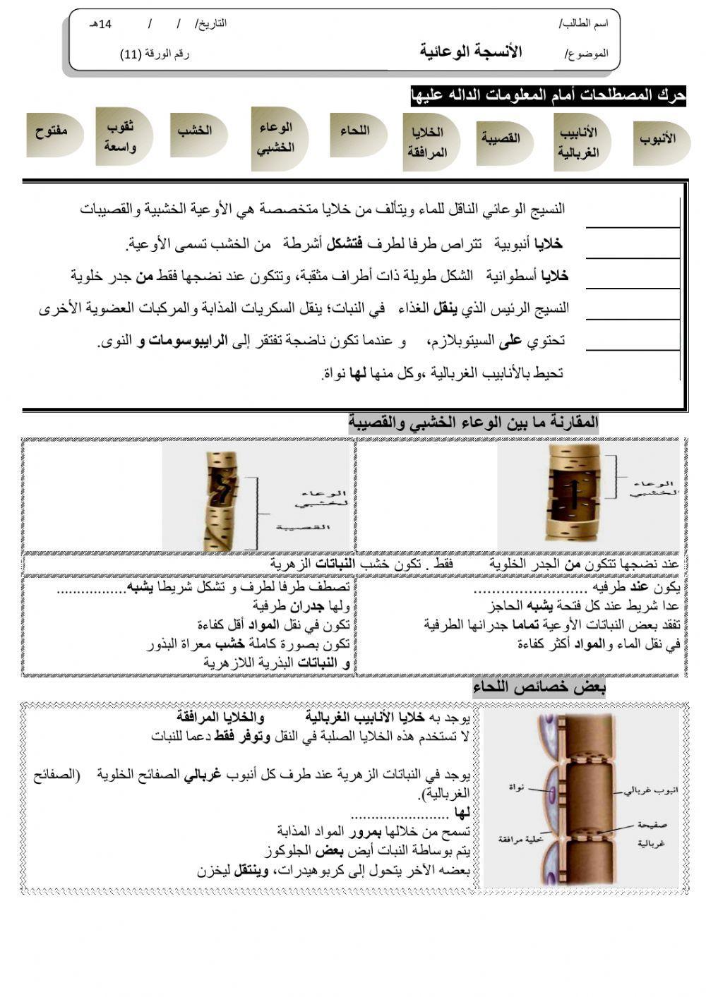 ورقة 11تفاعلية3