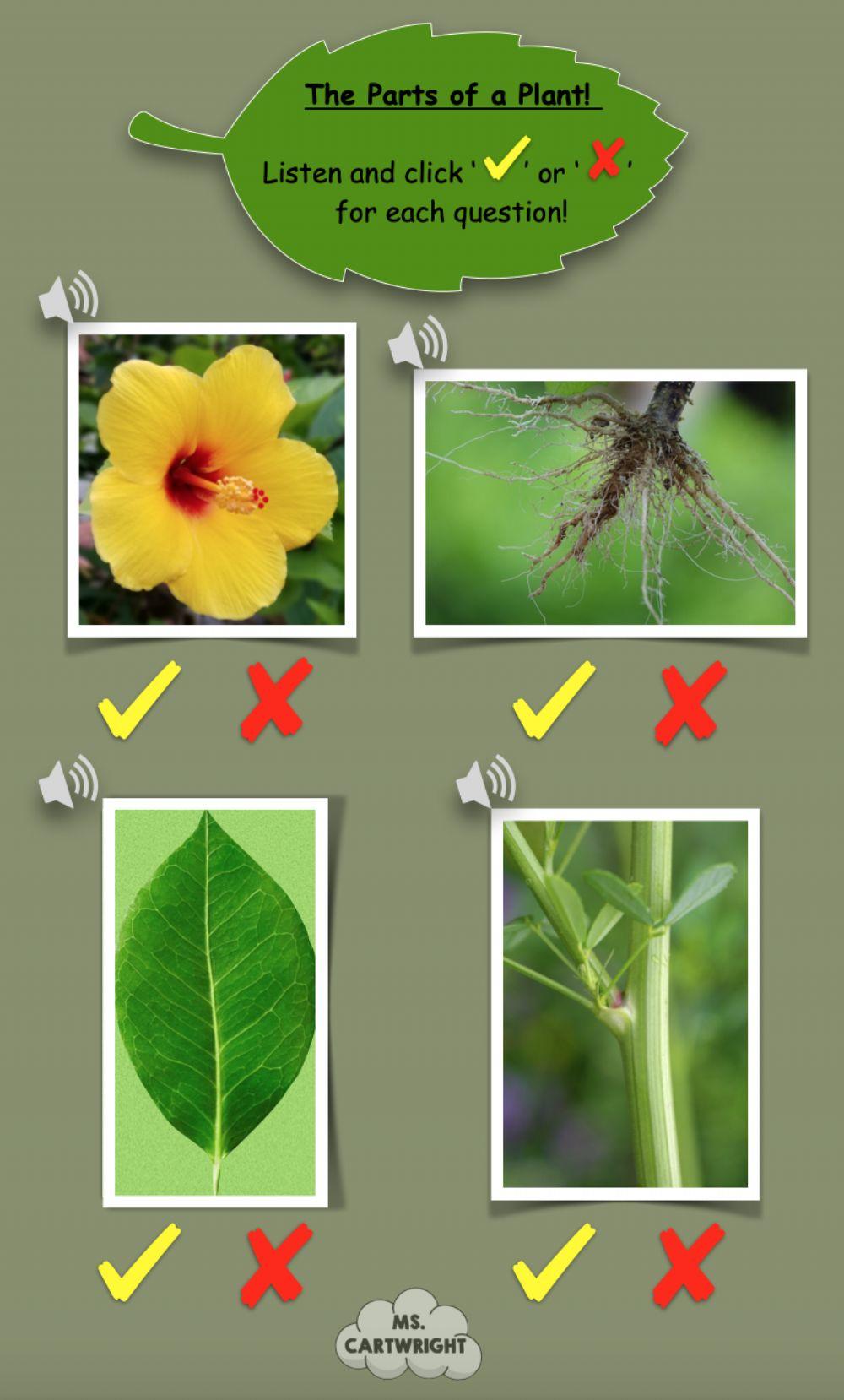 Parts of a plant