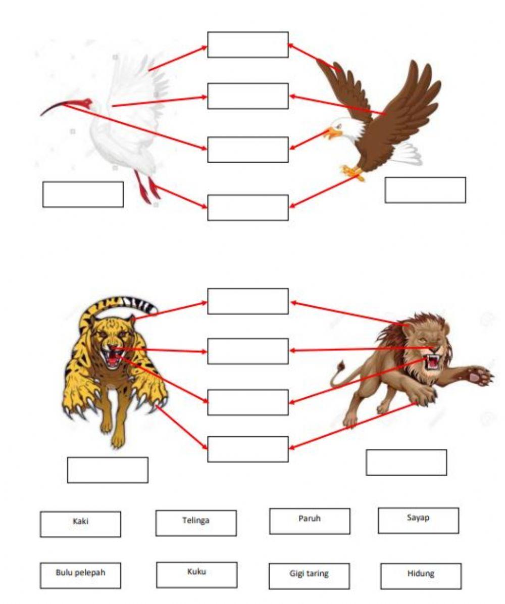 Bahagian tubuh badan haiwan tahun 1