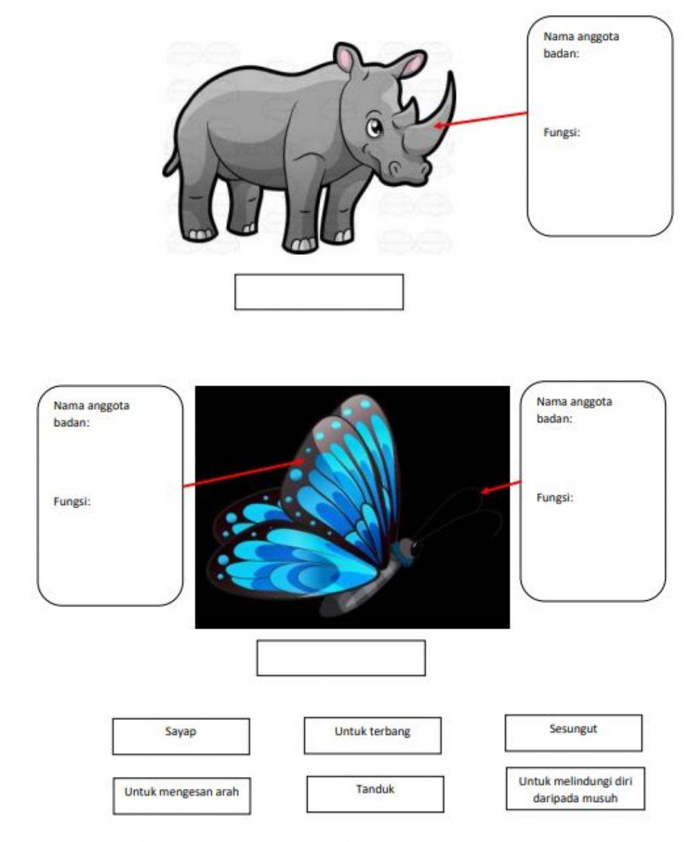 Fungsi tubuh haiwan tahun 1