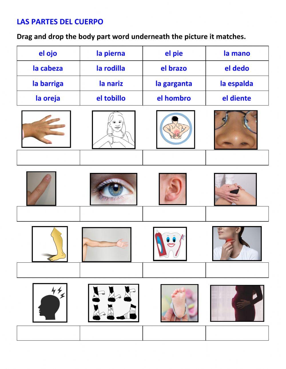 7.1 backwards verbs & body parts