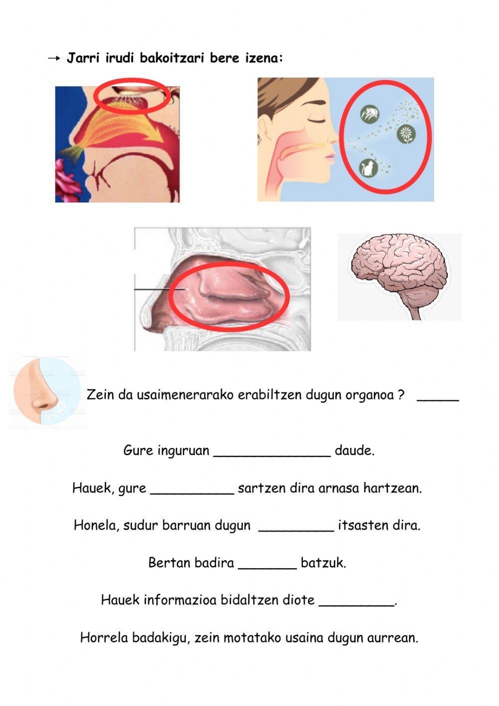 Zentzumenak- Usaimena