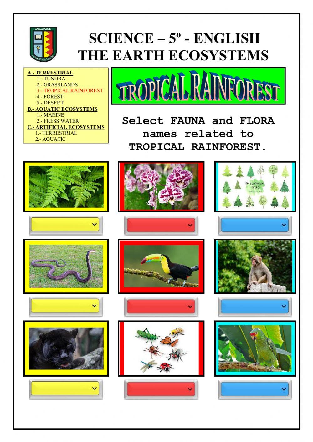 Ecosystems: terrestrial - tropical rainforest