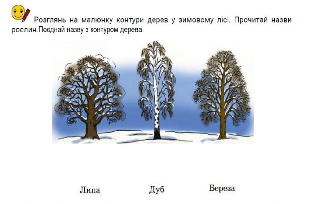 Рослини взимку