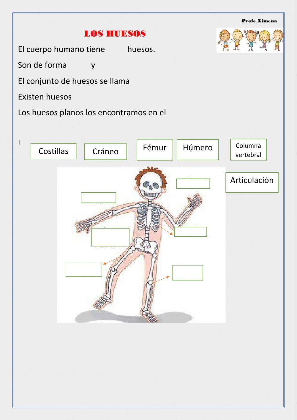 Los huesos y músculos
