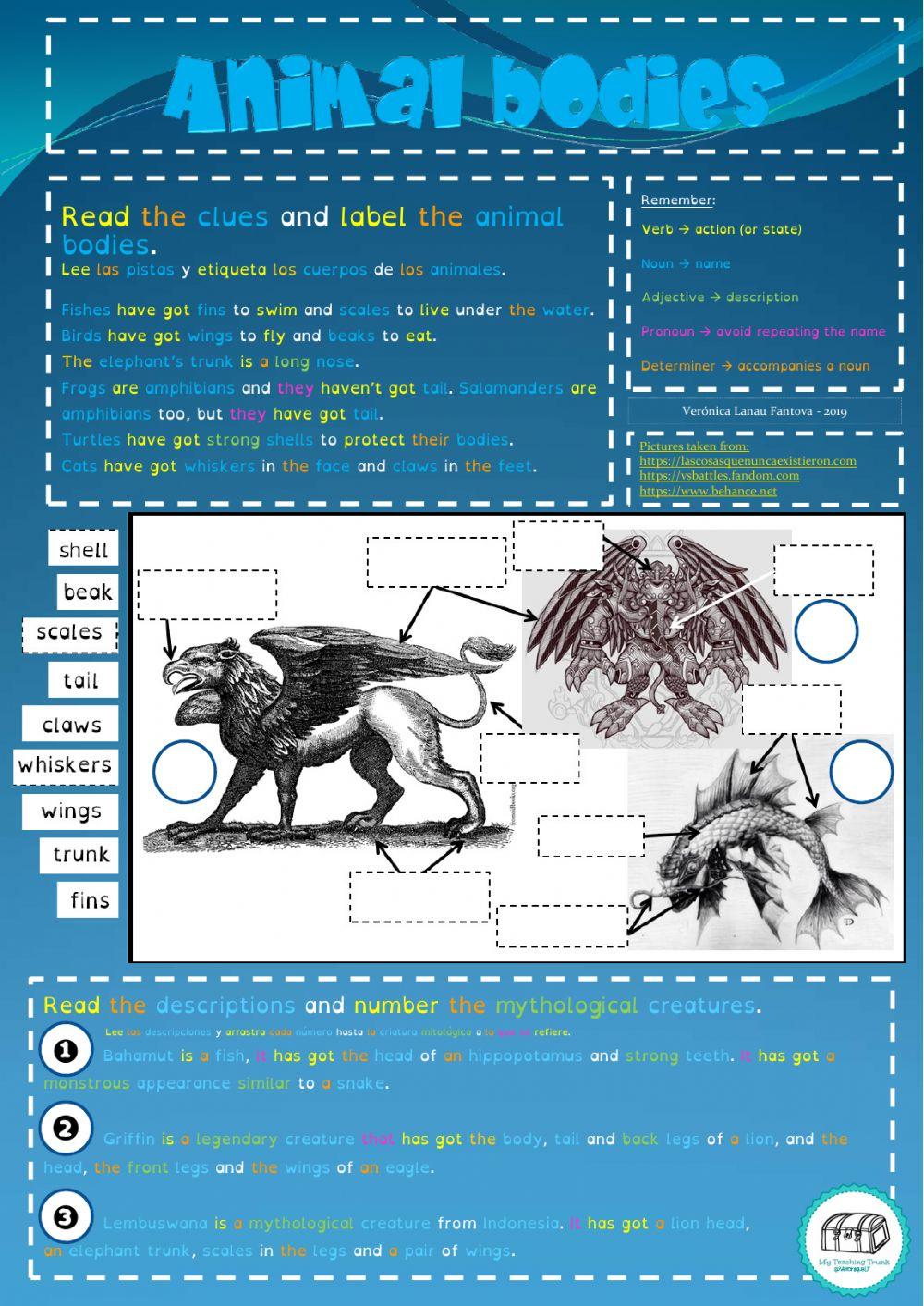 Animal bodies - descriptions
