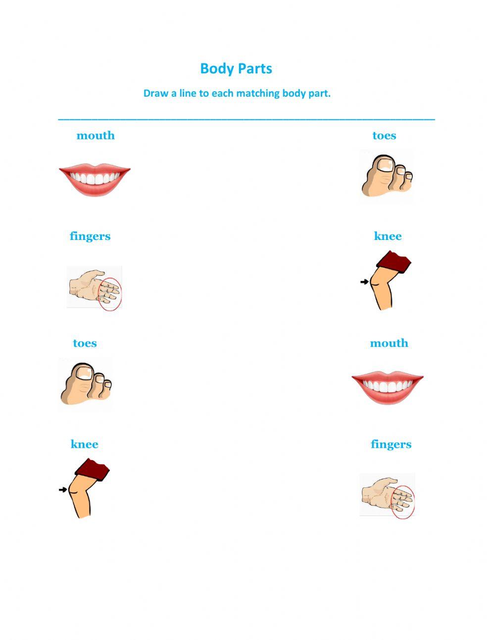 Identifying body parts-3 worksheet | Live Worksheets