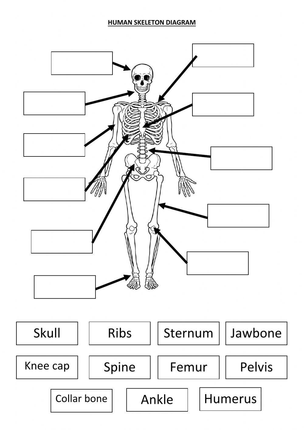 The Human skeleton