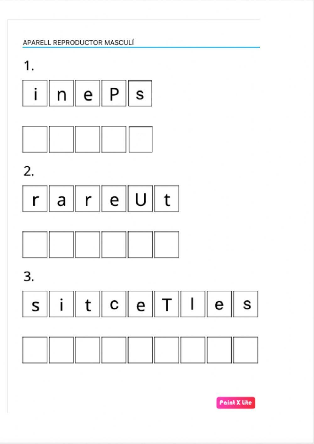 Sistema reproductor masculí