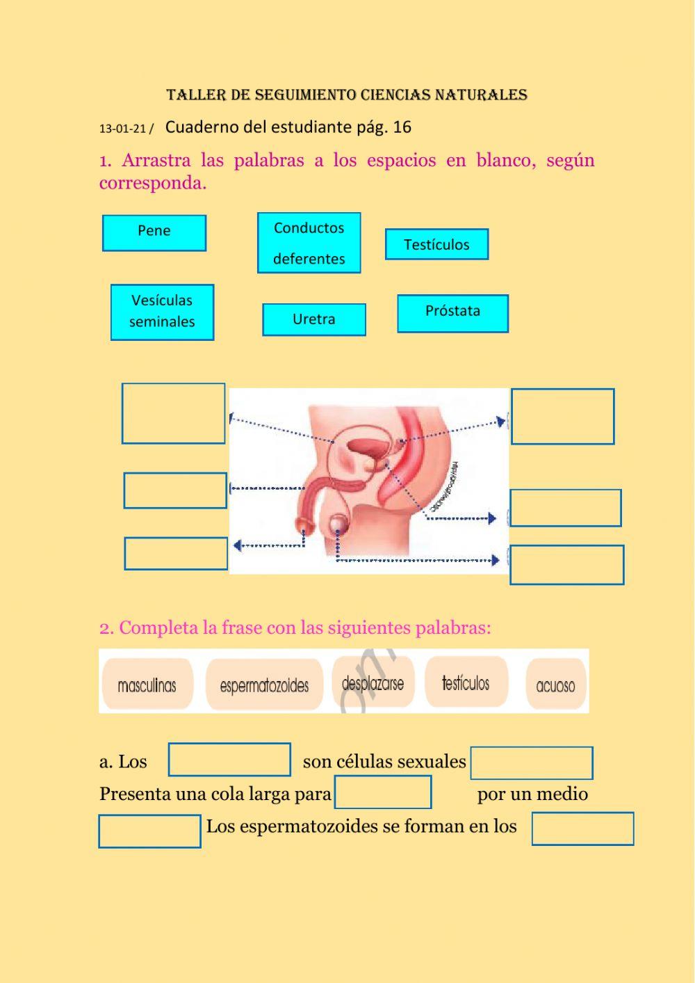 Órganos sexual masculino