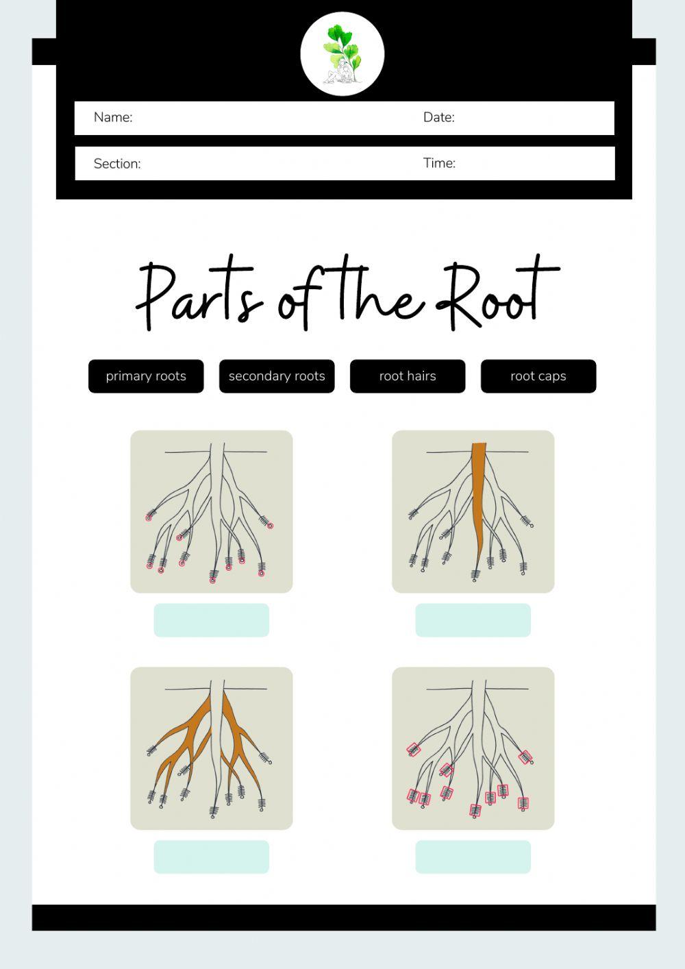 Montessori Lesson - Biology - Parts of a Root