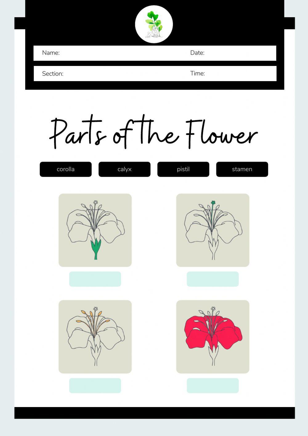 Montessori Lesson - Biology - Parts of a Flower