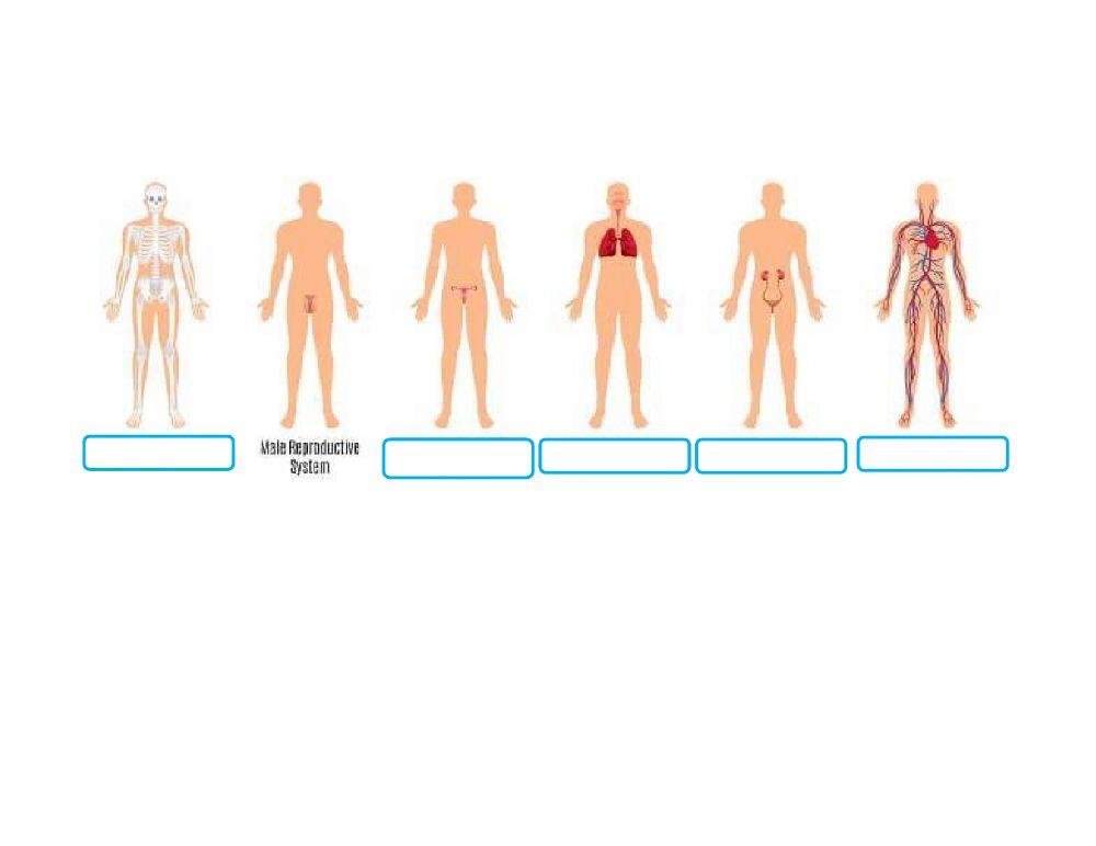 Identifying Body Systems