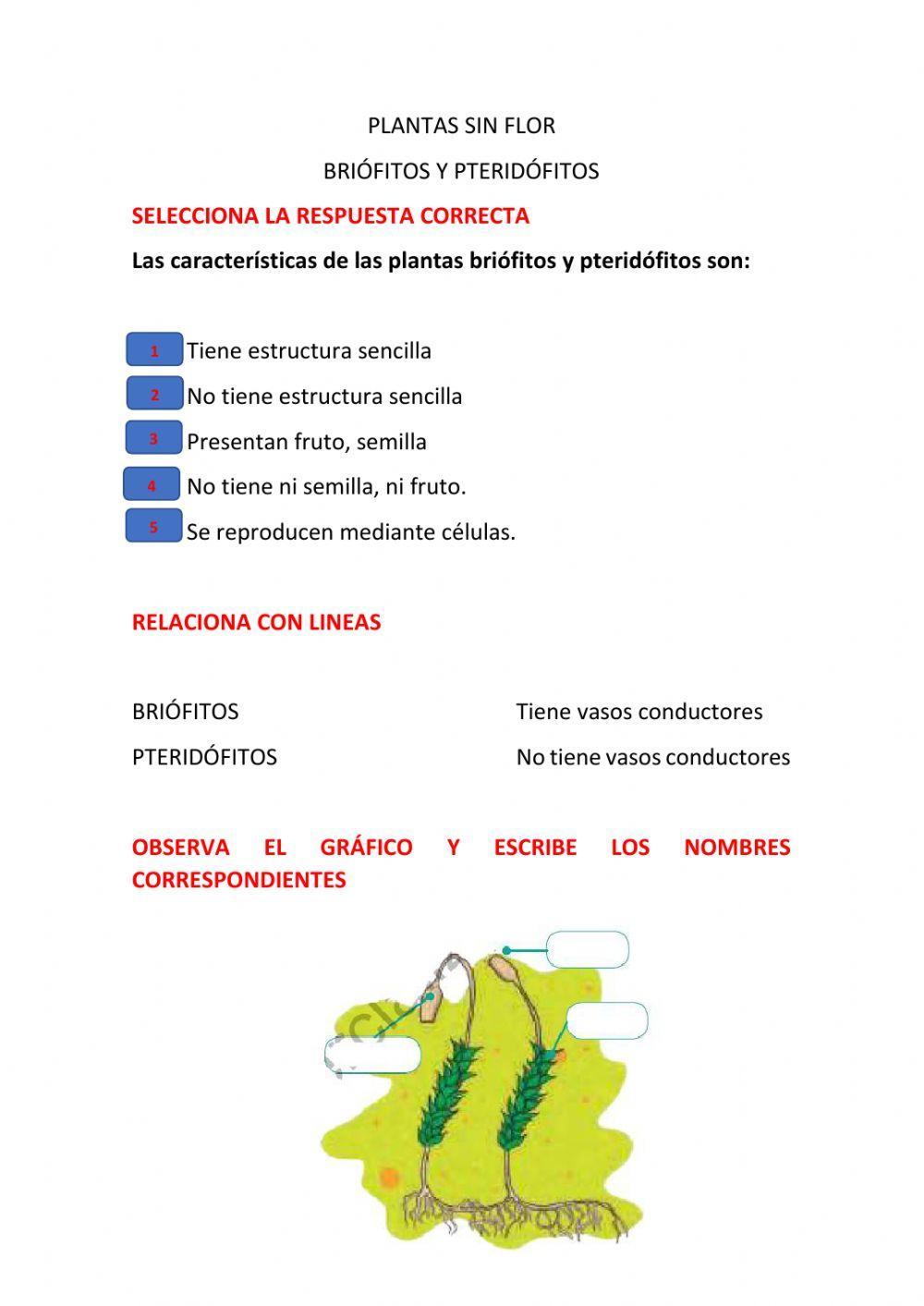 Plantas sin flor:briófitos y pteridófitos