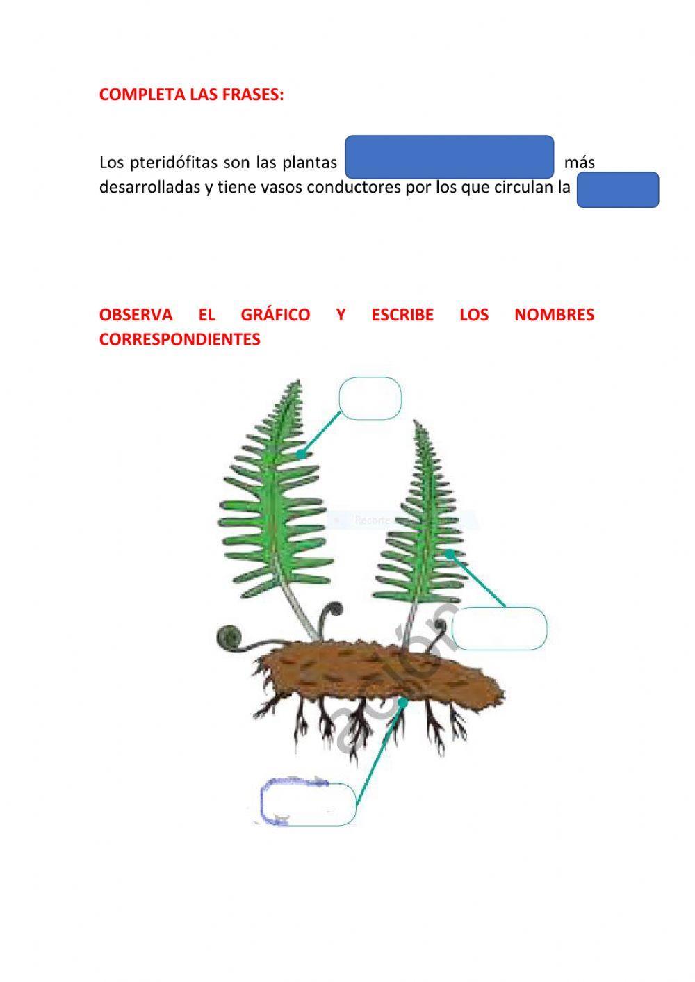 Plantas sin flor:briófitos y pteridófitos