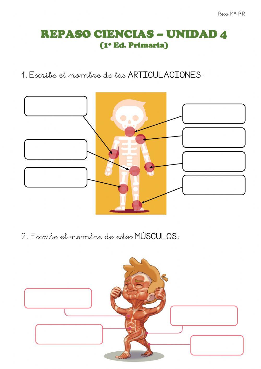 Repaso Ciencias - Unidad 4