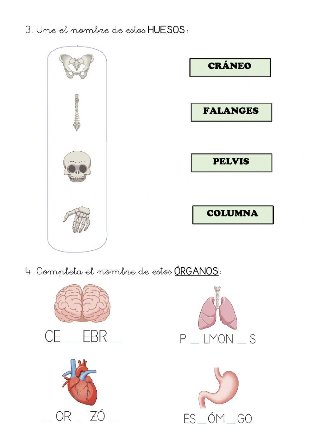 Repaso Ciencias - Unidad 4