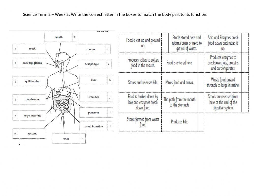 DIS Science Matching functions to body parts