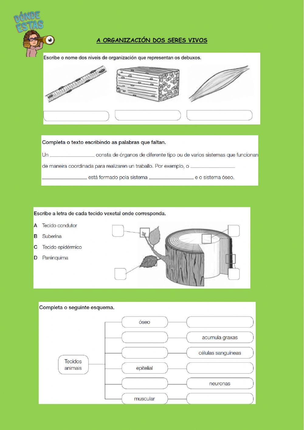 A organización dos seres vivos