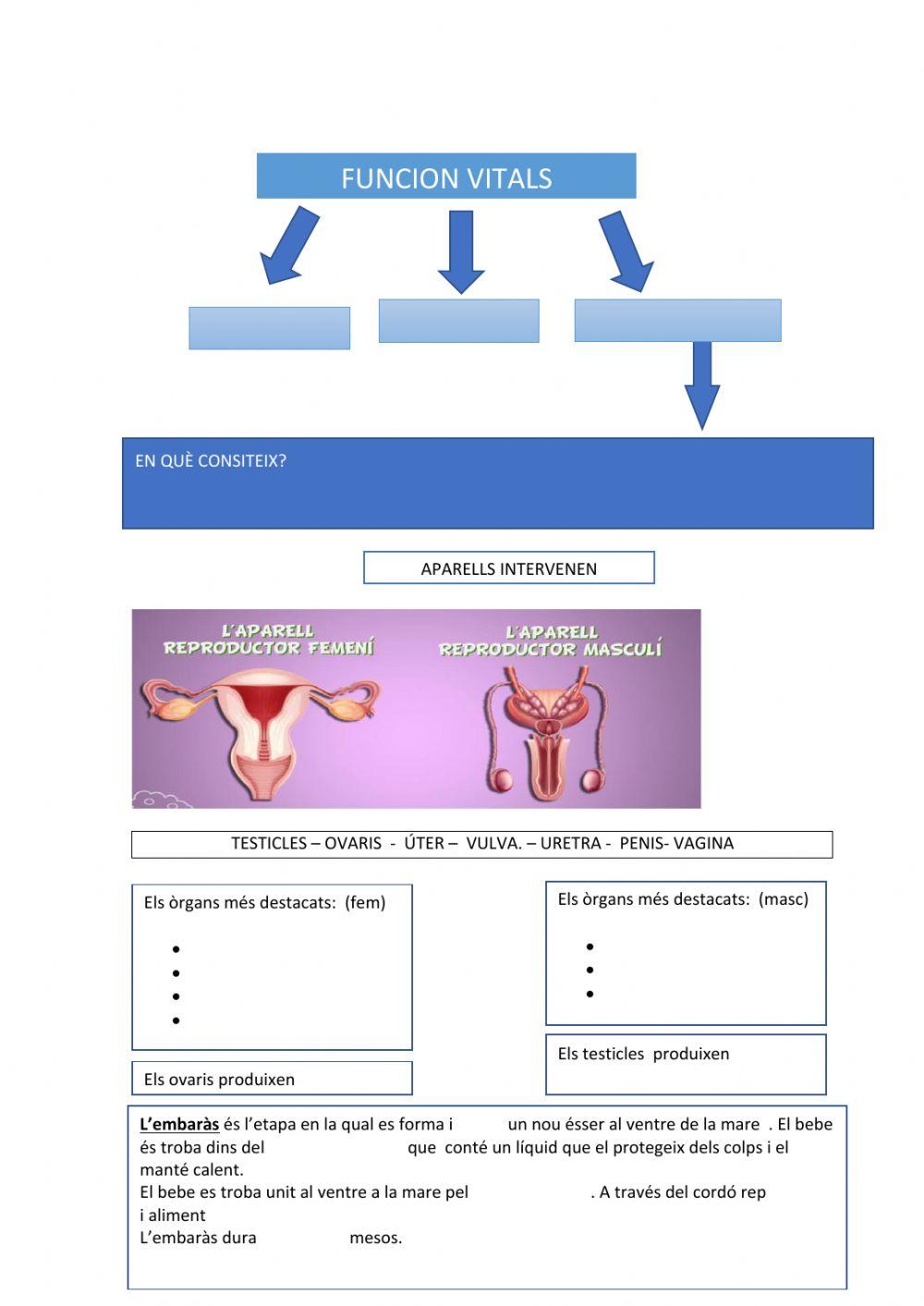 Funcionarios de reproducció