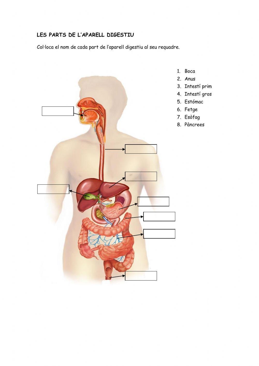 Les parts del sistema digestiu