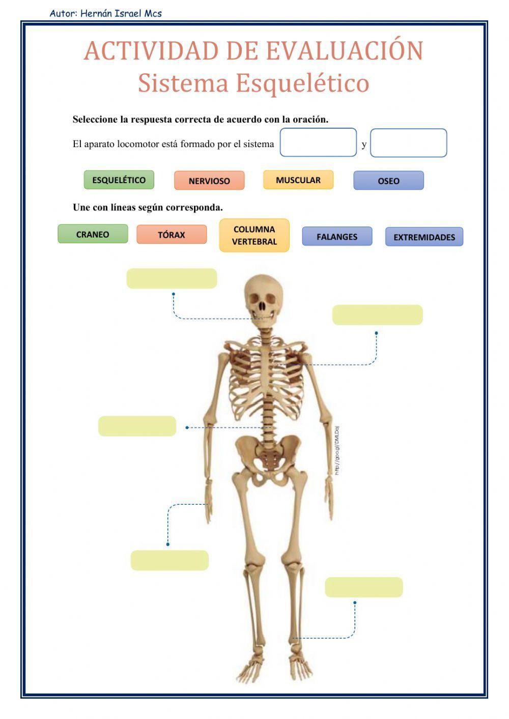 Sistema Esquelético