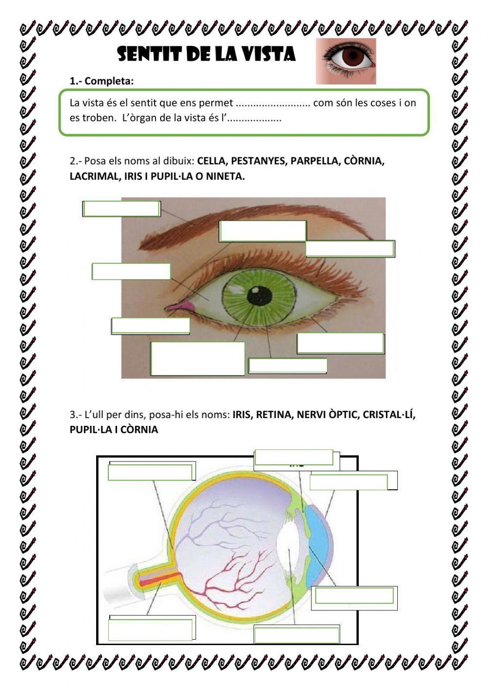 El sentit de la vista