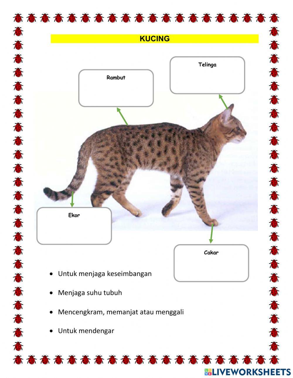 T2 ST2 PB3 -Bagian dan Fungsi Tubuh Hewan-